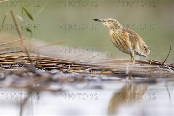 Squacco heron (Ardeola ralloides), at the edge of a reed bed, El Taray wetland, Castilla-La Mancha,