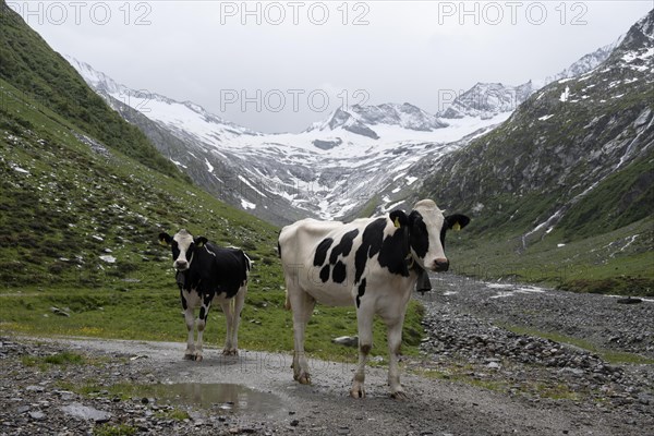 Cows on the alpine meadow, Schlegeisgrund valley, glaciated mountain peaks Hoher Weiszint and