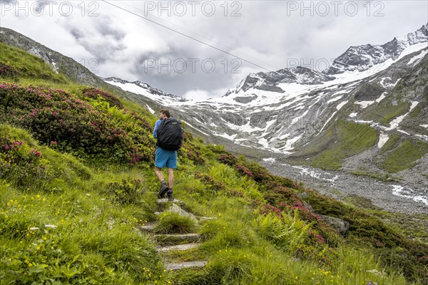 Mountaineers on a hiking trail between blooming alpine roses, view of the Schlegeisgrund valley,