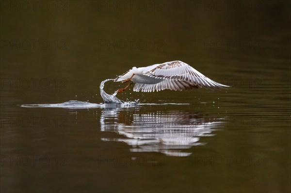 A Black-headed Black-headed Gull at take-off, Lake Kemnader, Ruhr area, North Rhine-Westphalia,