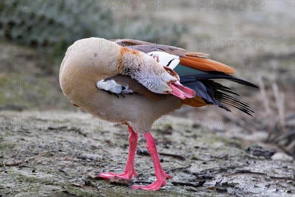 A Egyptian goose during intensive plumage care, Lake Kemnader, Ruhr area, North Rhine-Westphalia,