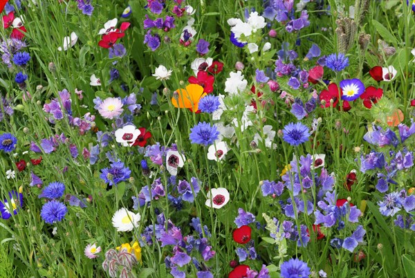 Cornflowers (Centaurea cyanus), yarrow (Achillea), mallow (Malva), yellow daisies (Leucanthemum),