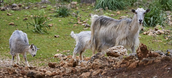 Goats (caprae) standing on rocks in a natural landscape with grass cover, Aradena Gorge, Aradena,
