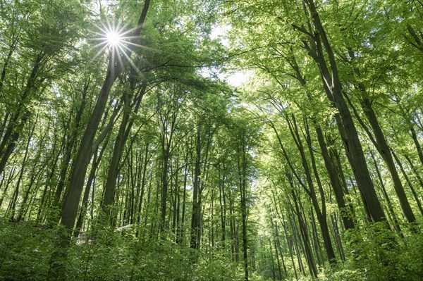 European beech forest, common beeches (Fagus sylvatica) in spring, Sonnenstern, Thuringia, Germany,