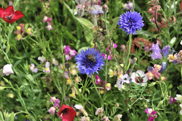 Cornflowers (Centaurea cyanus), yarrow (Achillea), mallow (Malva), yellow daisies (Leucanthemum),
