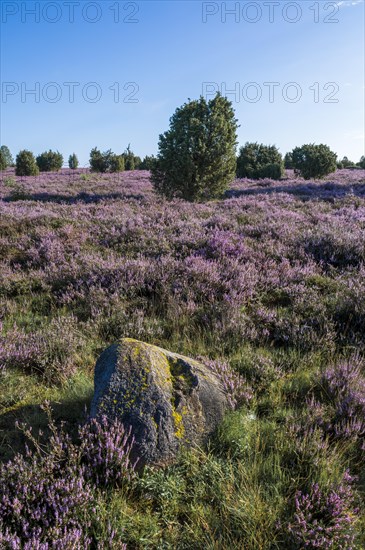 Heath landscape, flowering common heather (Calluna vulgaris), common juniper (Juniperus communis),
