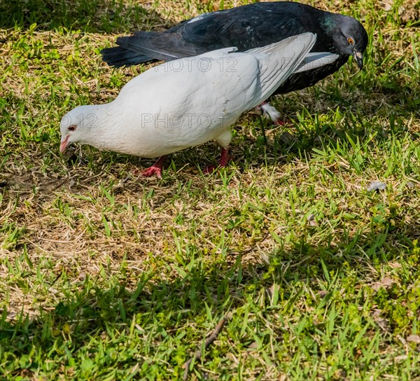 Closeup of two pigeons, one white, one gray, looking for food in a sunny green lawn in a park