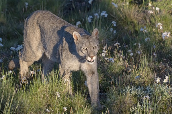 Cougar (Cougar concolor), silver lion, mountain lion, cougar, panther, small cat, Torres del Paine