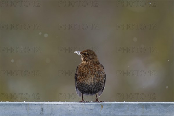 Blackbird (Turdus merula), blackbird, thrush, female, on a steel railing, white beak with snow,