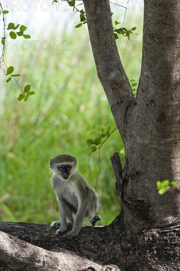 Vervet monkey (Chlorocebus sabaeus), foraging, free-living, wild, wild, nature, animal, fauna,