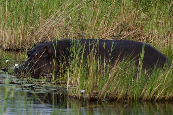 Hippopotamus (Hippopotamus amphibius), Hippopotamus, animal, danger, dangerous, wild, river, river