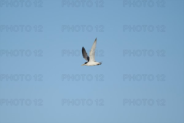 Little tern (Sternula albifrons) flying in the sky, Parc Naturel Regional de Camargue, France,