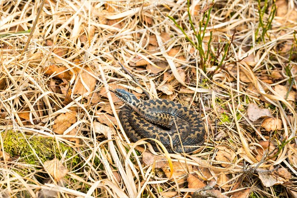 Wild common european viper (Vipera berus), brown, quite young animal, female, lambent, lying curled