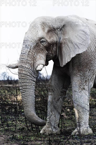 White African elephant (Loxodonta africana) in Etosha National Park, white from salt pan dust,