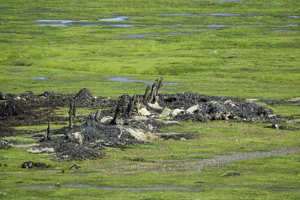 Remains of a shipwreck, Greve de Tibidy at low tide, Hopital-Camfrout, Bay of Brest, Finistere Penn