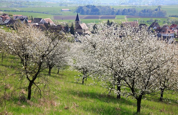 Cherry blossom near Schlaifhausen in Franconian Switzerland, district of Forchheim, Upper