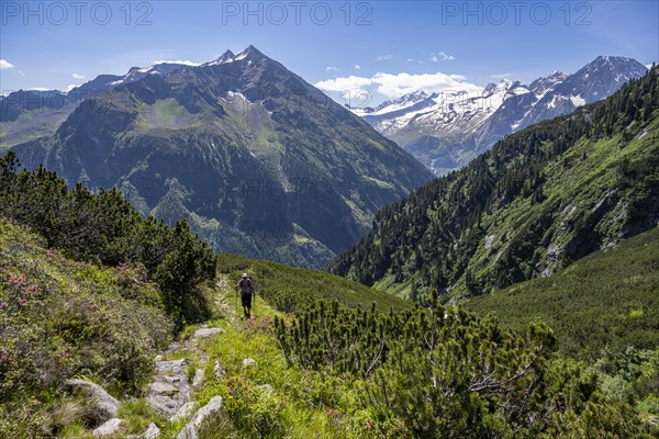 Mountaineer on hiking trail, Berliner Hoehenweg, summit Grosser Ingent and Grosser Greiner,