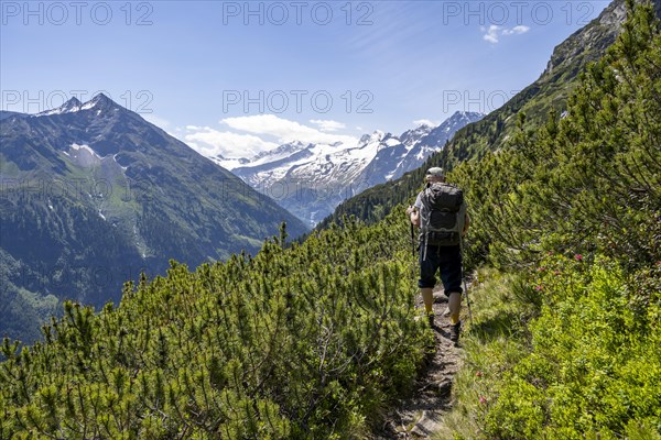 Mountaineer on hiking trail between mountain pines, Berliner Hoehenweg, summit Grosser Moeseler and