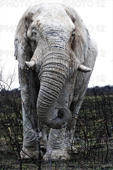 White African elephant (Loxodonta africana) in Etosha National Park, white from salt pan dust,