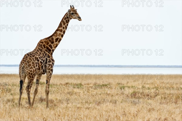 Angolan giraffe (Giraffa giraffa angolensis) in Etosha National Park, Giraffe, Single, Single