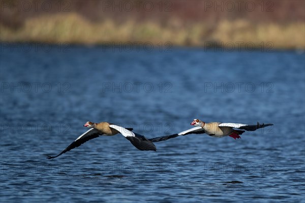 A pair of Nile geese flying over a lake, Lake Kemnader, Ruhr area, North Rhine-Westphalia, Germany,