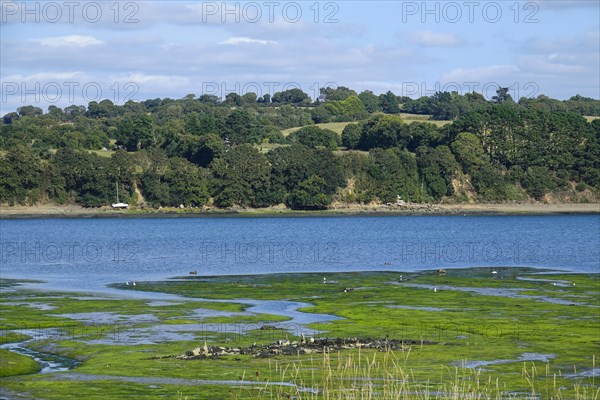 Greve de Tibidy at low tide, Hopital-Camfrout, Bay of Brest, Finistere Penn ar Bed, Bretagne
