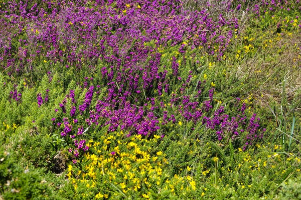 Heath landscape on the Cap de la Chevre, Crozon peninsula, Finistere department, Brittany region,