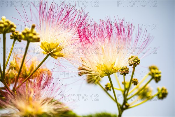 Blossoms of a bastard tamarind (Albizia julibrissin), Capoliveri, Elba, Tuscan Archipelago,