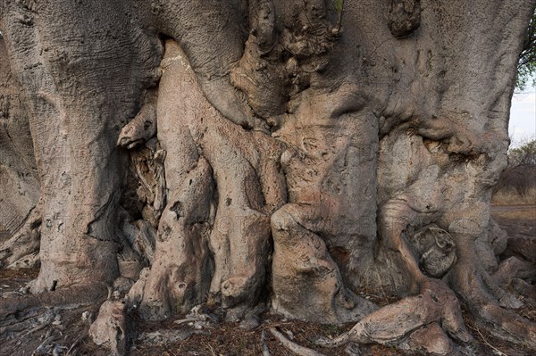 Giant tree trunk of african baobab (Adansonia digitata), baobab tree, deciduous tree, plant, flora,