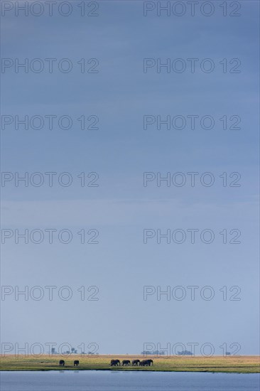 Elephant herd (Loxodonta africana), elephant, landscape, sky, blue sky, wildlife, riverbank,
