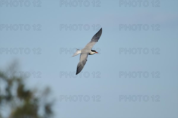 Elegant tern (Thalasseus elegans) flying in the sky, Parc Naturel Regional de Camargue, France,