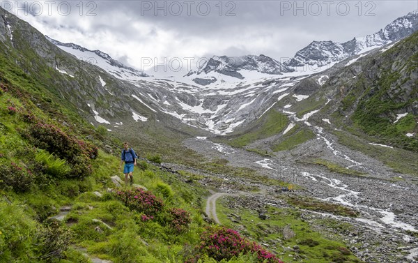 Mountaineers on a hiking trail between blooming alpine roses, view of the Schlegeisgrund valley,