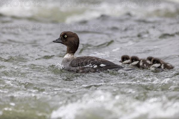 Barrow's goldeneye (Bucephala islandica), female with chicks, young birds, Laxa River, Lake Myvatn,