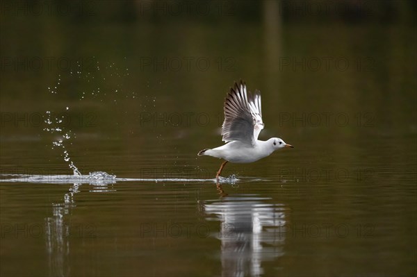A Black-headed Black-headed Gull at take-off, Lake Kemnader, Ruhr area, North Rhine-Westphalia,