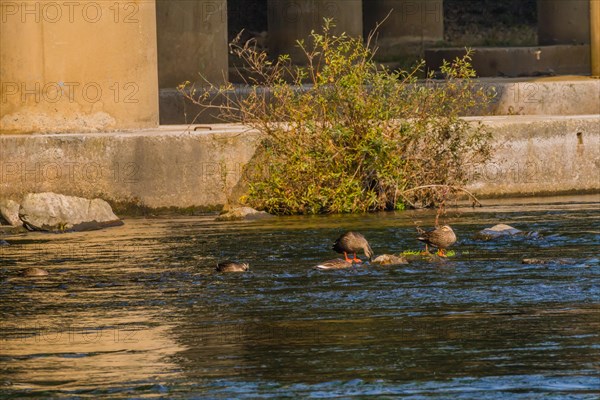 Five spot-billed ducks, two with their head under water together in a flowing river near a green