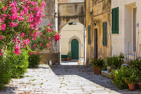 Narrow cobbled alley with potted plants and flowering bushes in Sant'ilario in Campo, Elba, Tuscan