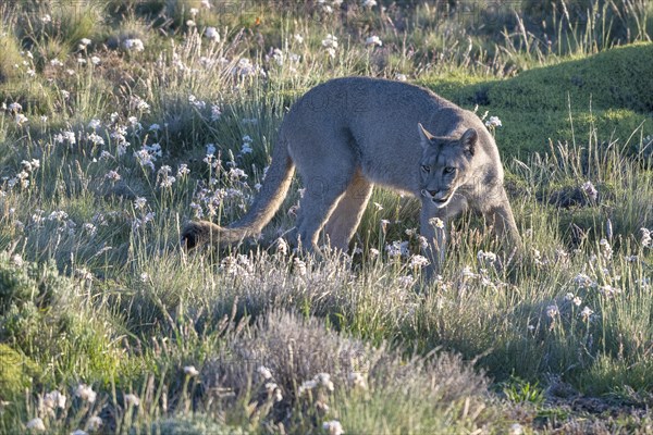 Cougar (Cougar concolor), silver lion, mountain lion, cougar, panther, small cat, Torres del Paine