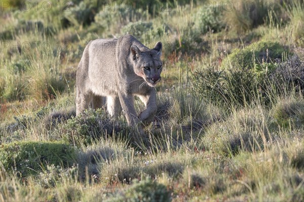 Cougar (Cougar concolor), silver lion, mountain lion, cougar, panther, small cat, Torres del Paine