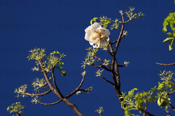 African baobab (Adansonia digitata), baobab tree, blossoms, blossoming, fruit, blossoming, detail,