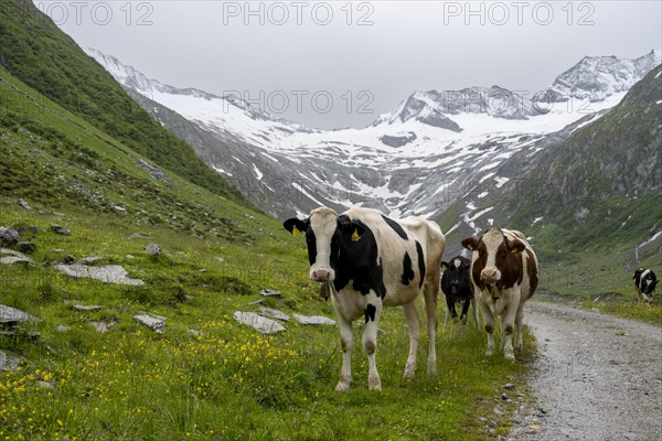 Cows on the alpine meadow, Schlegeisgrund valley, glaciated mountain peaks Hoher Weiszint and