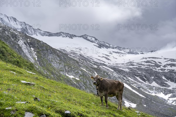 Cow on an alpine meadow, Schlegeisgrund valley, glaciated mountain peaks, Schlegeiskees glacier,