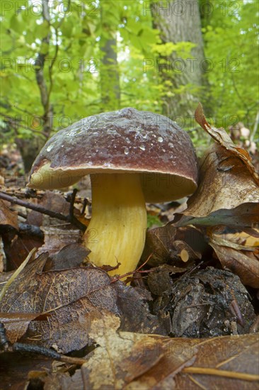 Red-legged boletus, red-legged boletus, felt boletus, felt boletus, Xerocomus, boletes, Boletaceae,