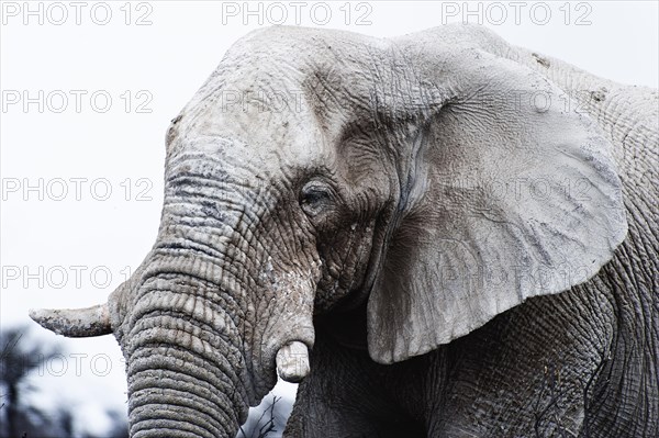 White African elephant (Loxodonta africana) in Etosha National Park, white from salt pan dust,