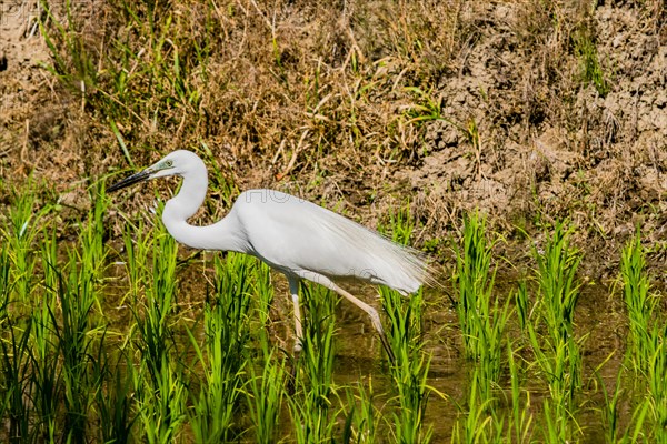 Closeup of adult snowy white egret hunting for food in a rice paddy on a sunny morning in South