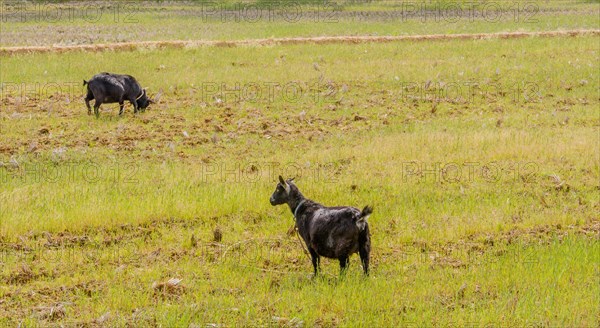 Two adult black Bengal goats with collars around their neck in an open field