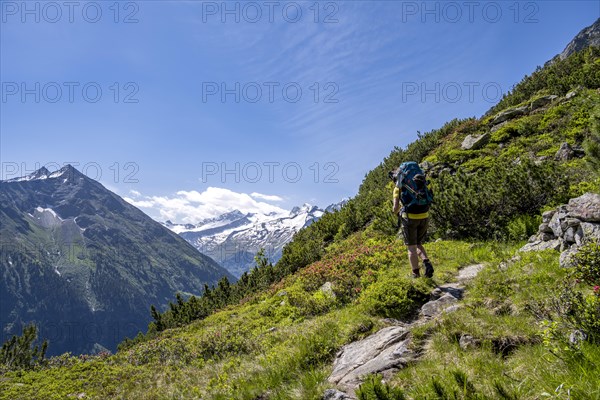 Mountaineer on hiking trail with alpine roses, Berliner Hoehenweg, summit Grosser Moeseler and