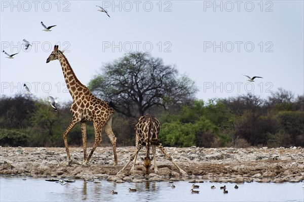 Angolan giraffe (Giraffa angolensis), drinking, drinking, animal, ungulate, Namutoni waterhole,