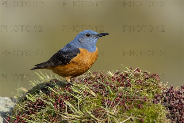 Common rock thrush (Monticola saxatilis), male, Castile-Leon province, Picos de Europa, Spain,