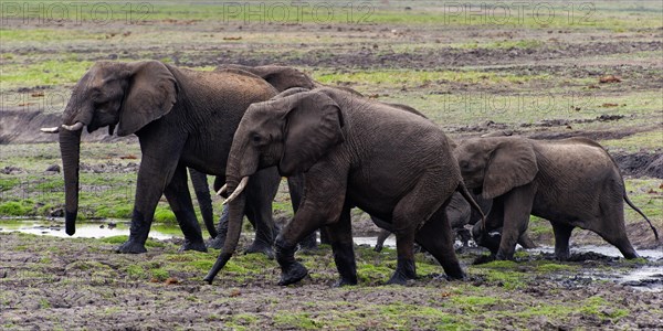 Elephant herd (Loxodonta africana), group, family, herd of animals, animal family, hiking, hike,