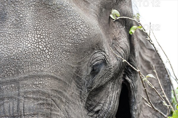 Elephant (Loxodonta africana), head portrait, view, camera view, detail, close-up, safari, eye,